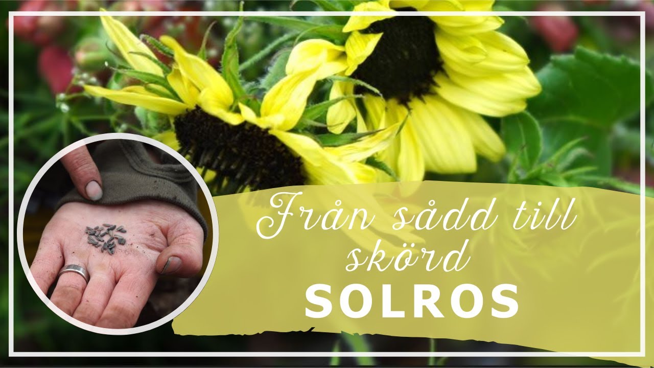 Odla solrosor - Från sådd till skörd i Skillnadens Trädgård