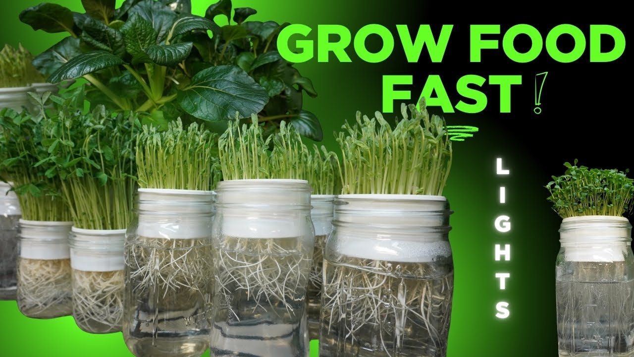 Grow Food Fast, Lighting Secrets Revealed