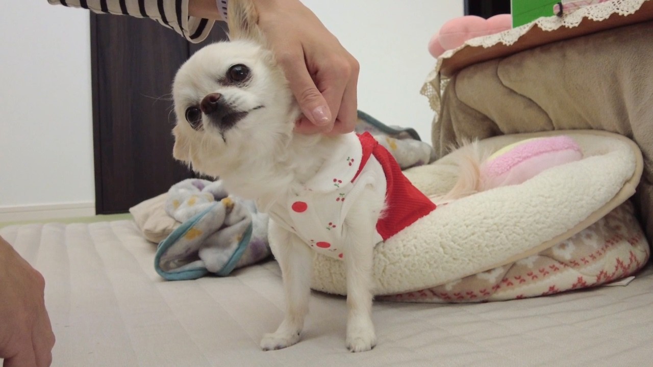 飼い主にもっと撫でてほしい…撫でるのを催促する箱入り娘チワワのお手手が可愛すぎた