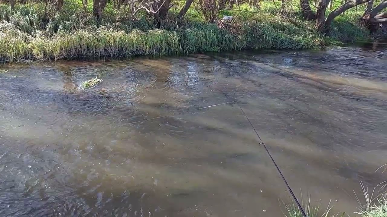 ARROYO CHAPALEOFU 2023 #PESCA #FISHING #PESCADORES #ARROYO