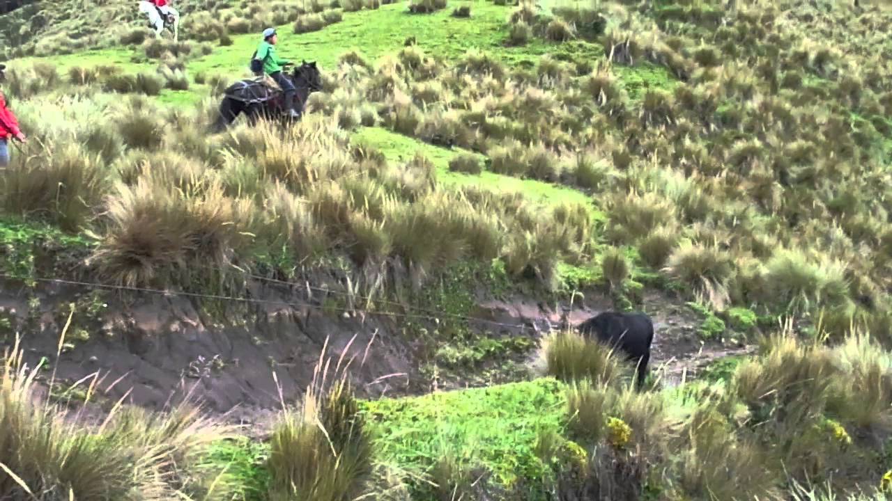 TOROS CAYAMBE  ALTITUD 3454 MSNM &mdash; Toros