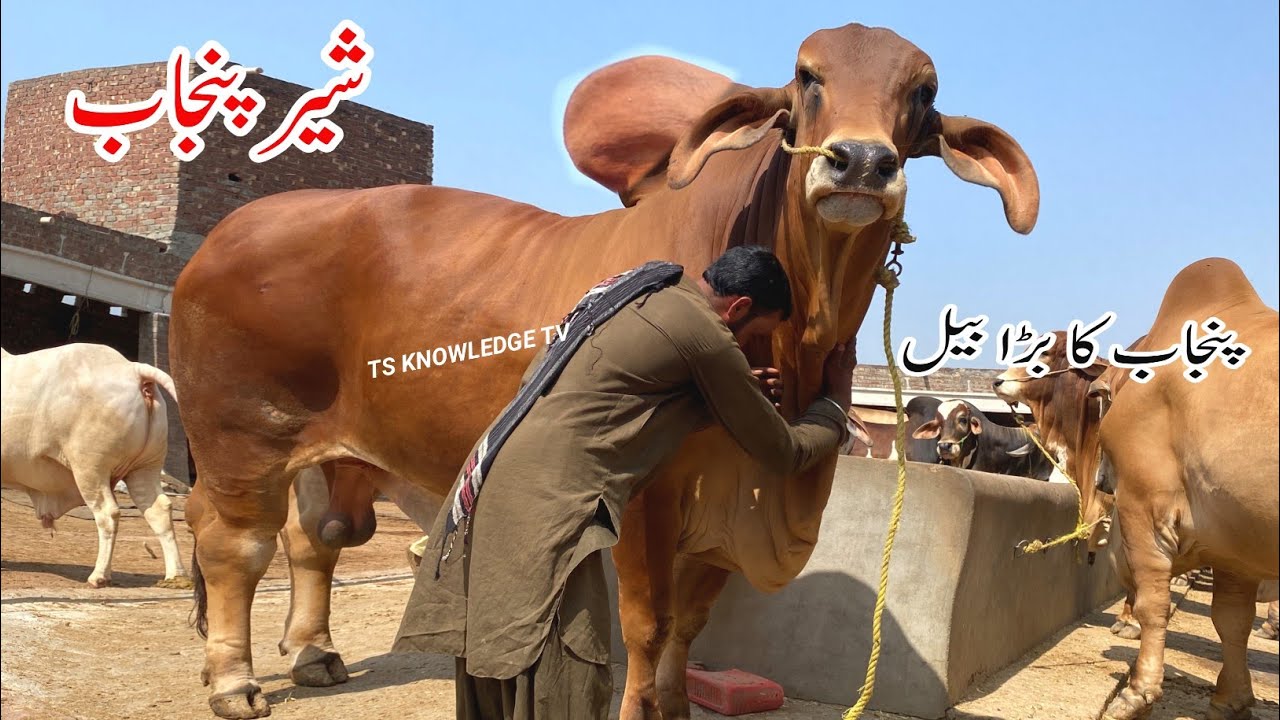 Крупнейшие быки Пенджаба от Mujahid Khalid Bulls & Cattle Farm #bakramandi2023 #cow_mandi #cow #q...