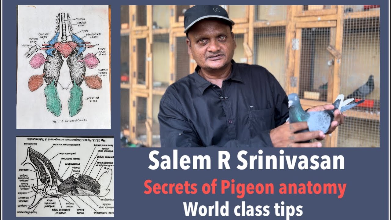 Salem R SRINIVASAN secrets of pigeon anatomy ( world class tips )