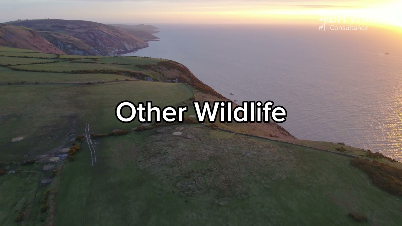 Isle of Man - Wallaby Wildlife Survey