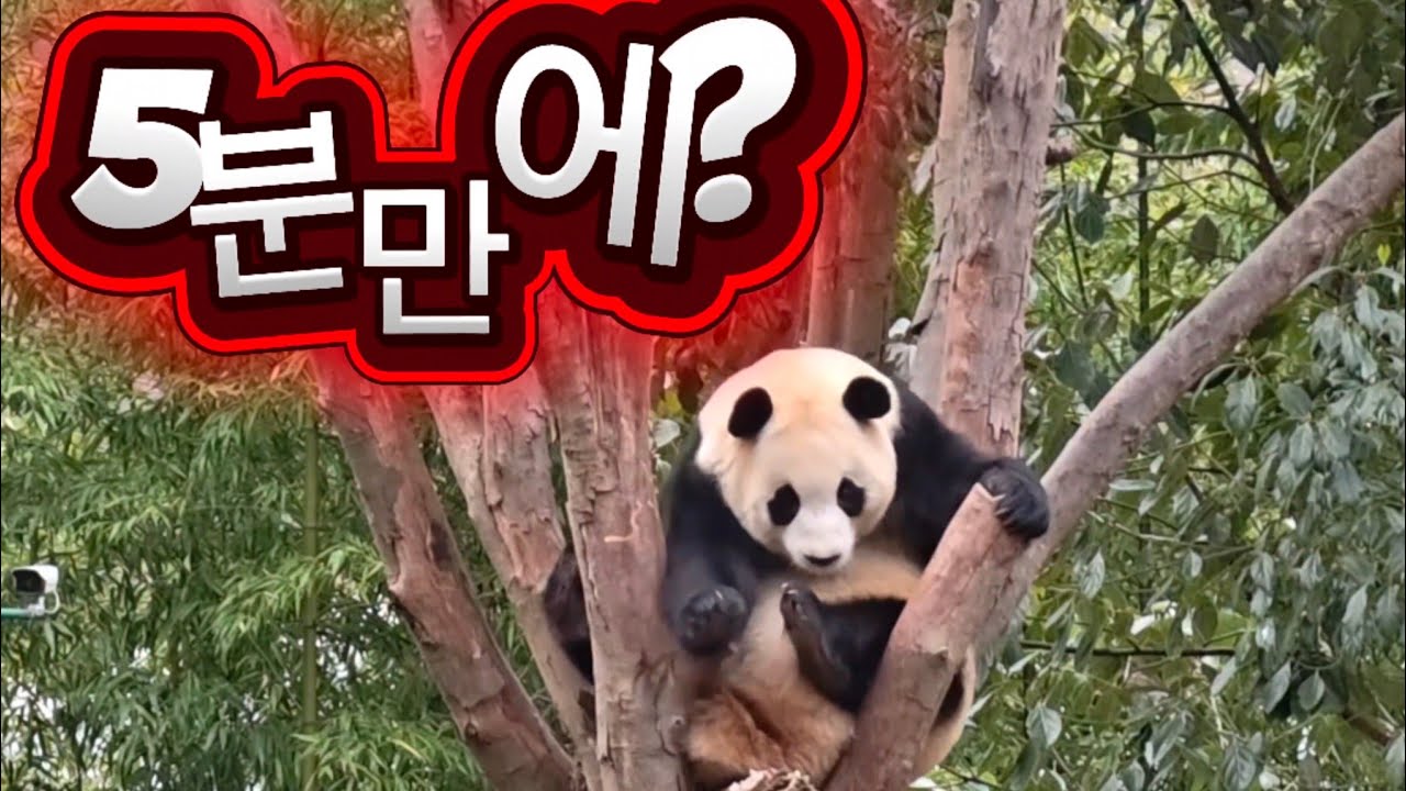 2/16 푸바오실시간 오전(1) 왜? 5분만에? ❤️❤️ 5분을 쉬어도 멋지게 쉬는거야?😂😂
