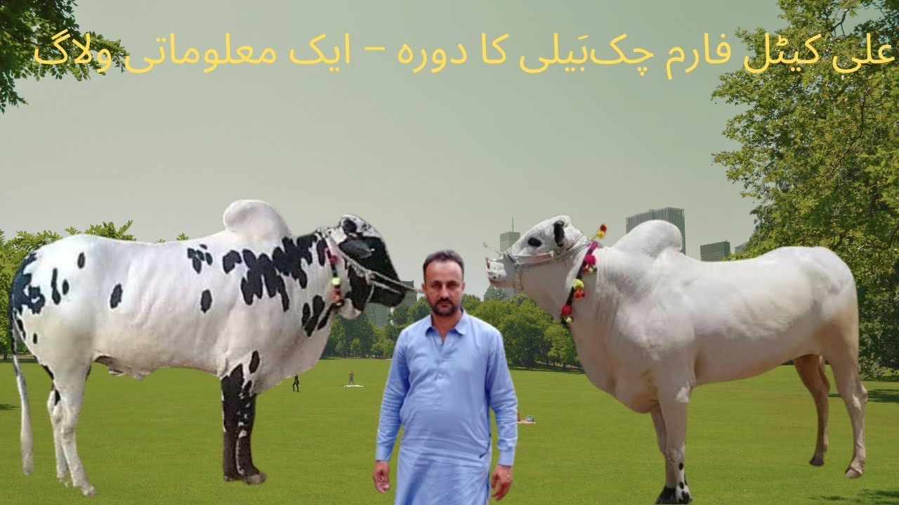 Visit at Ali cattle farm chakbaili watch full video