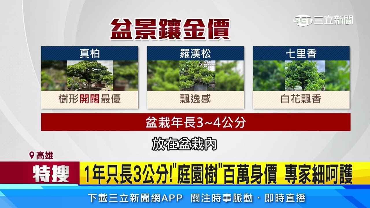 1年只長3公分 「庭園樹」百萬身價 專家細呵護｜三立新聞網 SETN.com