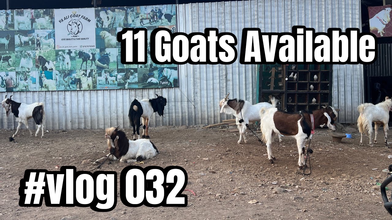 11 Goats Available @YaAliGoatFarmpune #pune #goatfarm #goat #bakra #animals #yaaligoatfarmpune