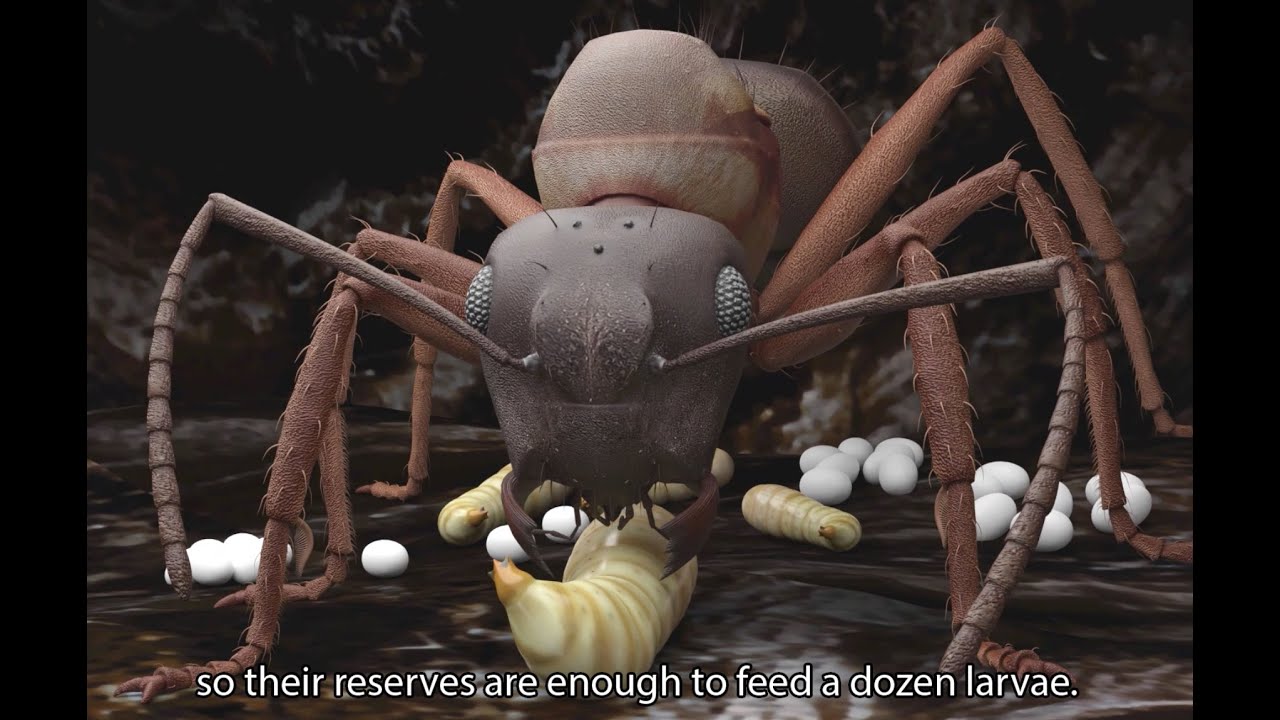 ANT LIFE :    Young queens live dangerously