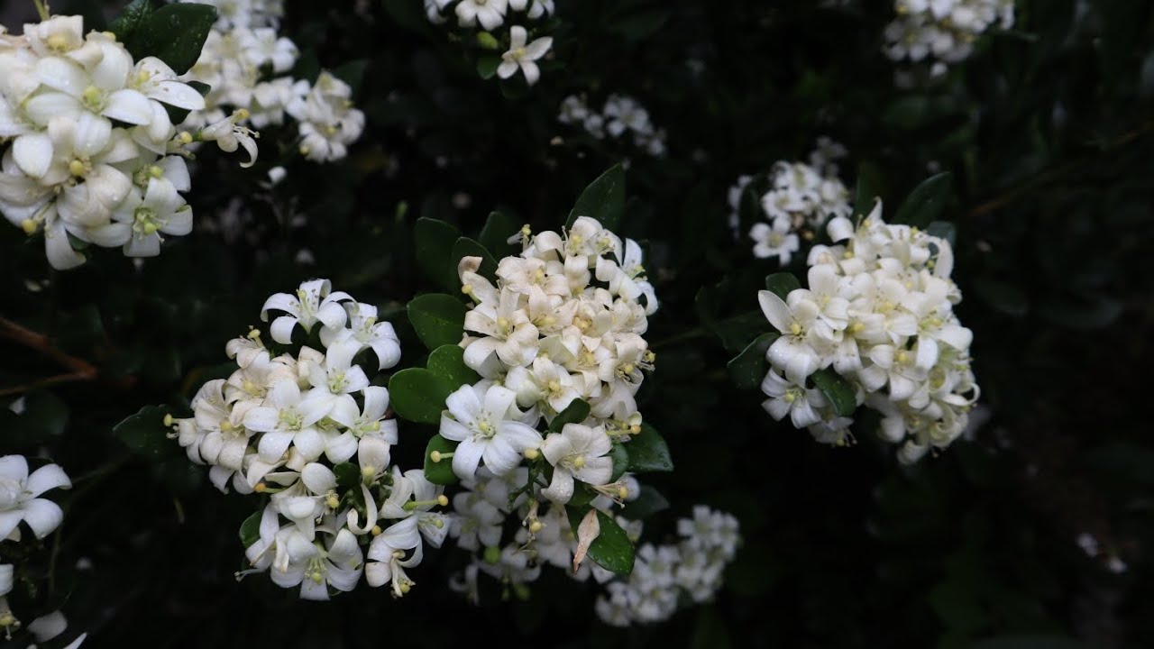 Murraya paniculata - Mirto - Jazmín Naranjo - Limonaria - Jazmín de Azahar -  Jazmín de la India