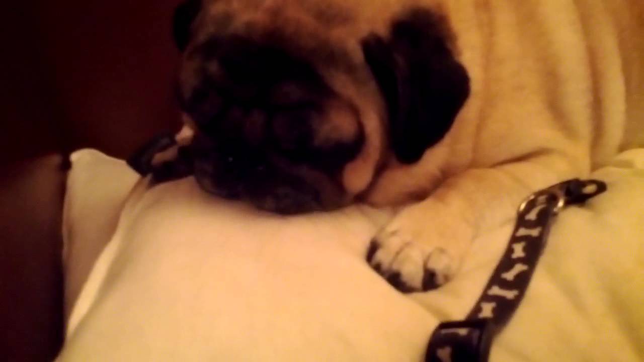 My Pug obsessed with licking a pillow