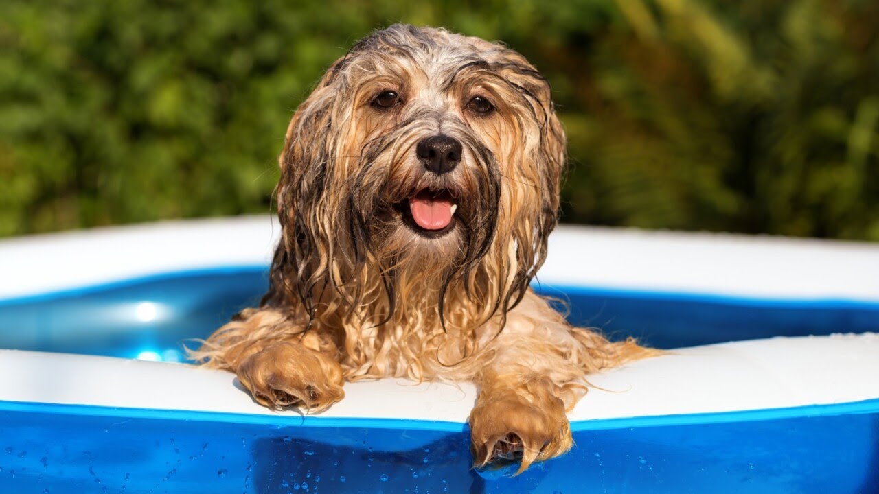 Most and least popular dog breeds in NSW revealed