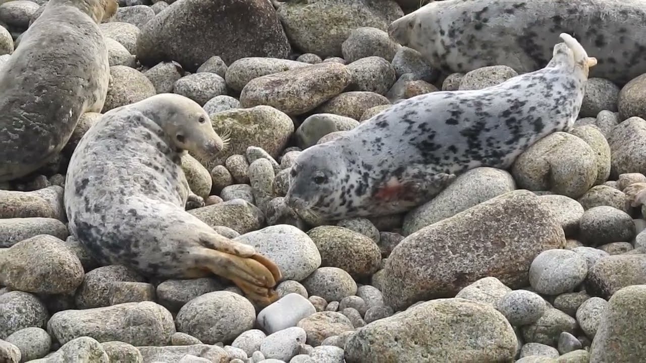 Atlantic Gray Seal Breeding Colony, Lundy Island