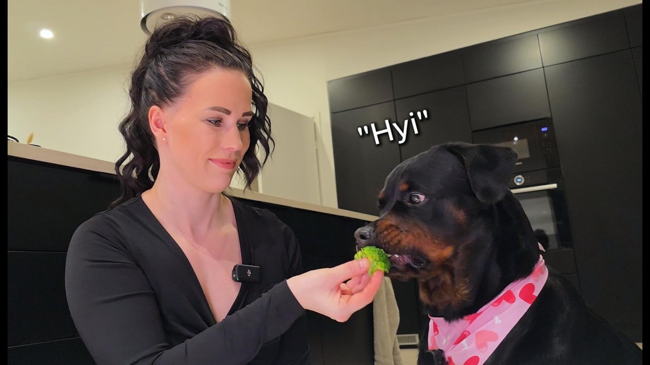 Koira maistelee ja arvostelee eri herkku ruokia (asmr)