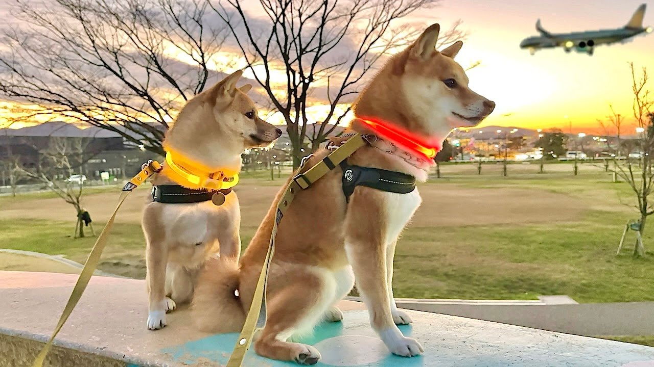 飼い主と離れるのが嫌で大泣きしてしまった豆柴姉妹を励ますためにお出かけに連れ出したら…一瞬でこうなりました笑