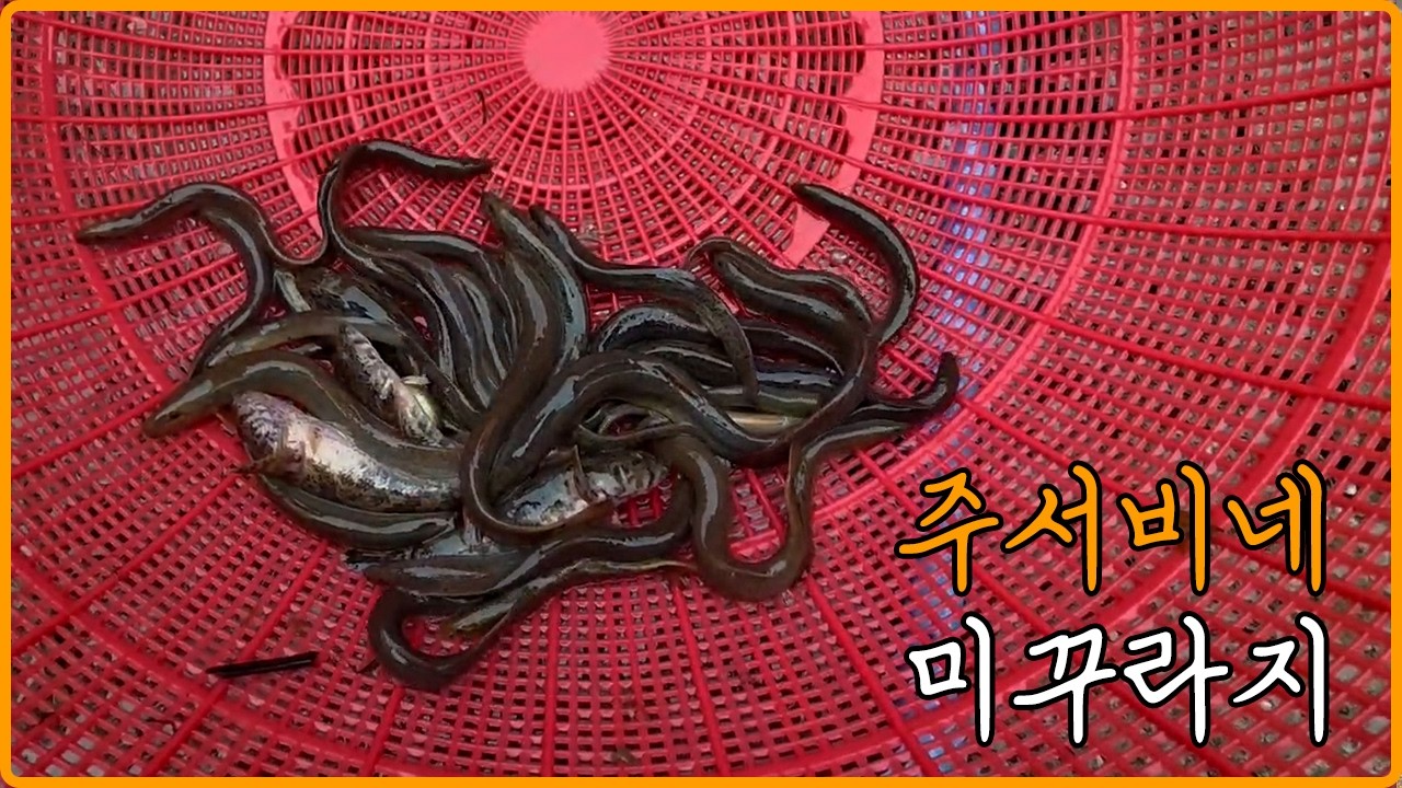 [주서비네]시골 물가에서 미꾸라지 손맛