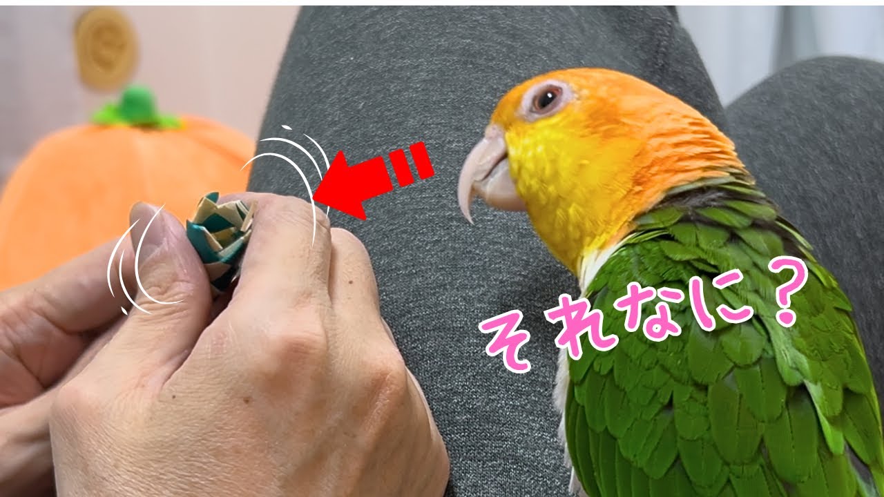 怖いけど触りたい！表情がコロコロ変わるインコ【シロハラインコ】