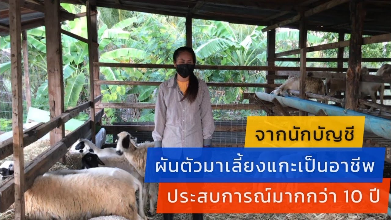 จากนักบัญชี ผันตัวมาเลี้ยงแกะเป็นอาชีพ ประสบการณ์มากกว่า 10 ปี