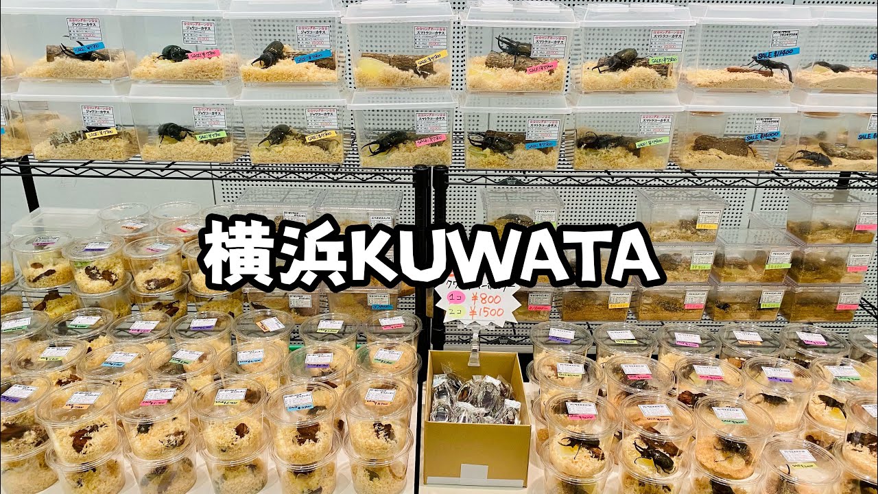 【昆虫イベント】横浜KUWATAに参戦！！各ブースの本気度が凄かった！