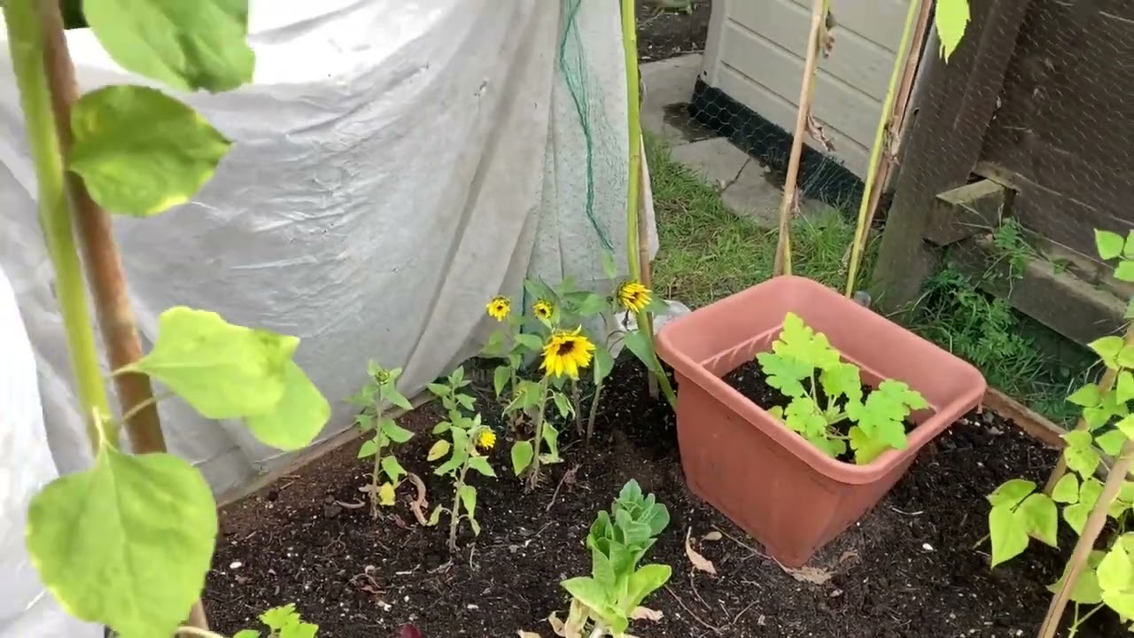 Monkey Gardening Episode 67:  Seasons In The Sun