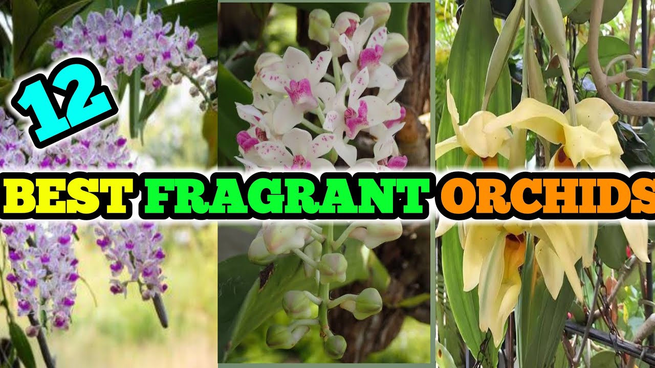 12 Best fragrant orchids