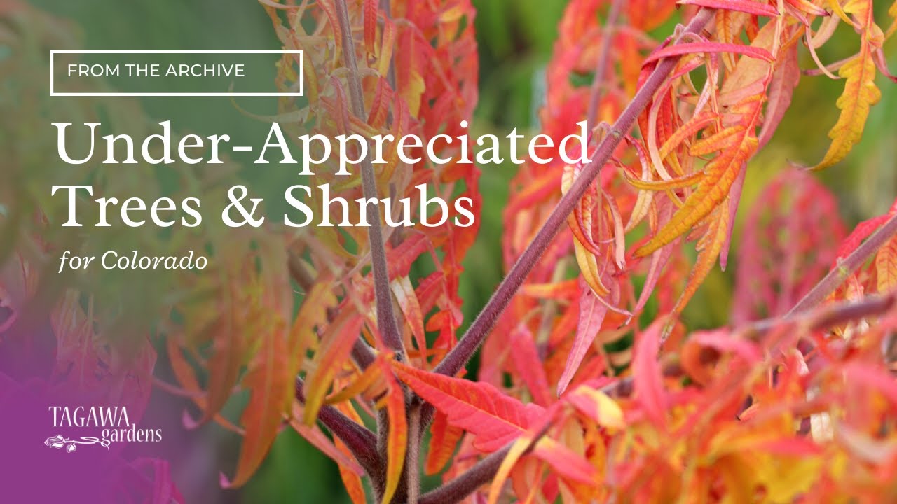 Under-Appreciated Trees & Shrubs for Colorado by Tagawa Gardens &  Mike Landers, Certified Arborist