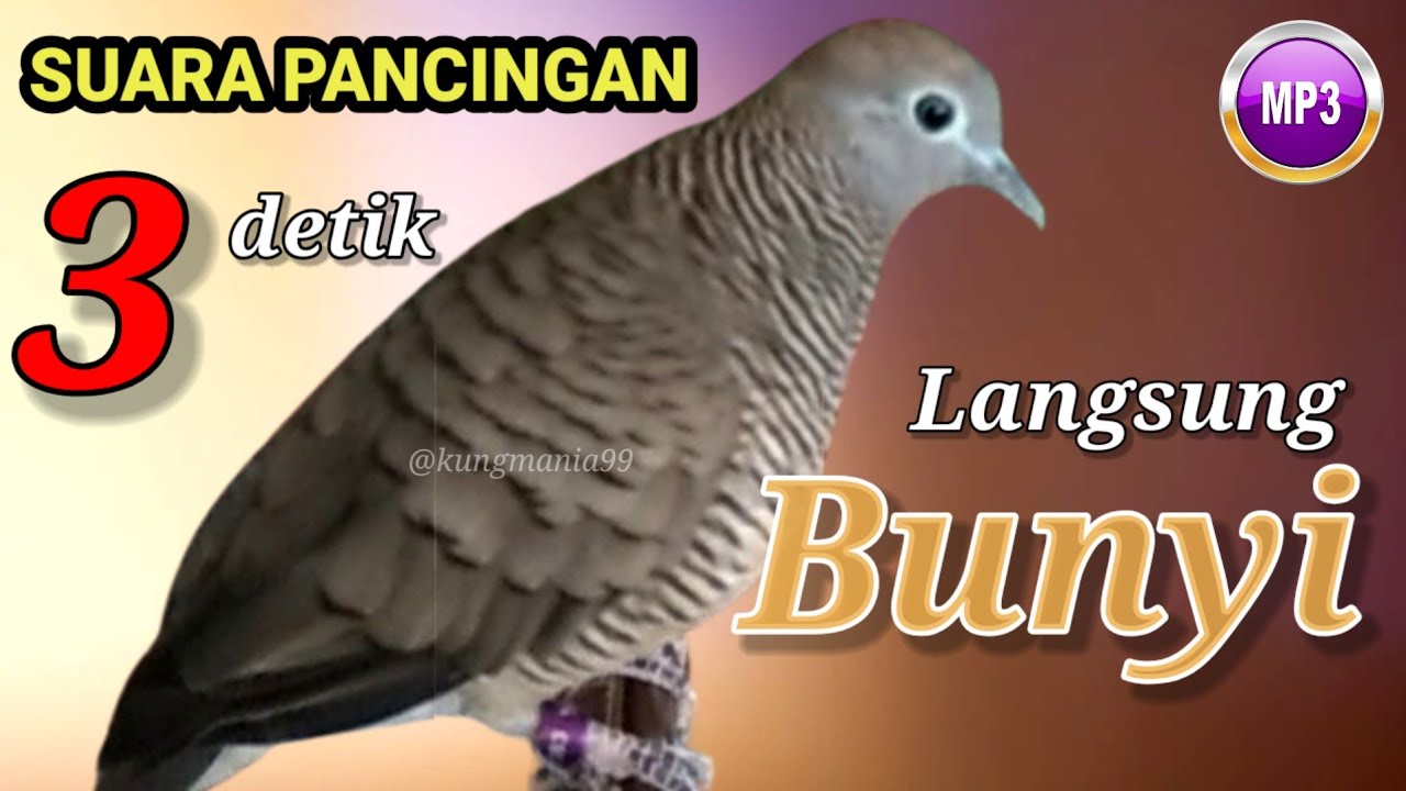 Suara Perkutut ALAM GACOR Full Durasi Terbaik untuk Pancingan dan Pelatihan Mental | perkutut