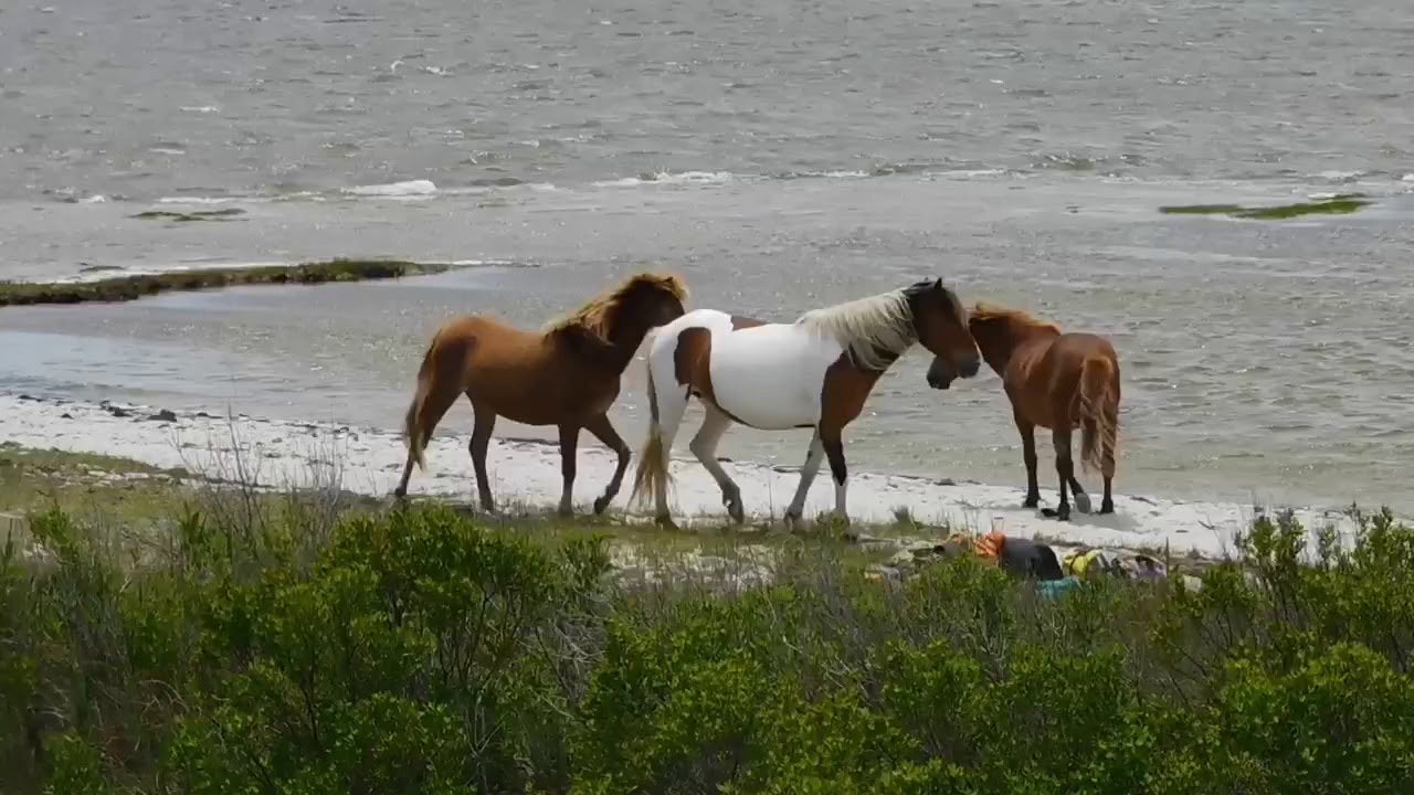 Assateague Island Bay