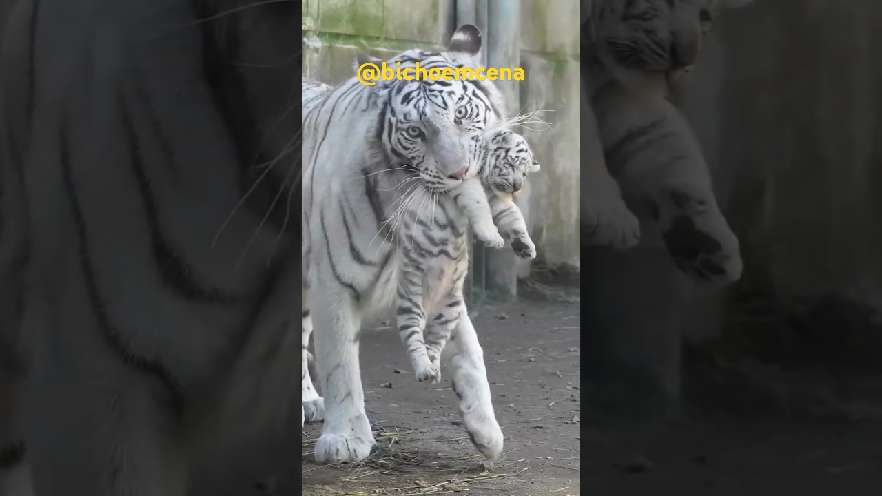 Tigre Branco e Filhote #mundoanimal #tigre #tigrebranco #funny #felinos #filhotes #tiger #bigcat