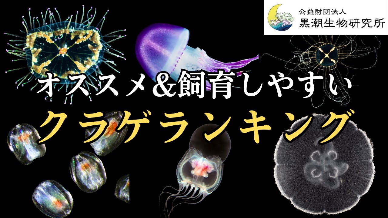 クラゲ博士のオススメ&飼育しやすいクラゲランキング【戸篠祥さん】