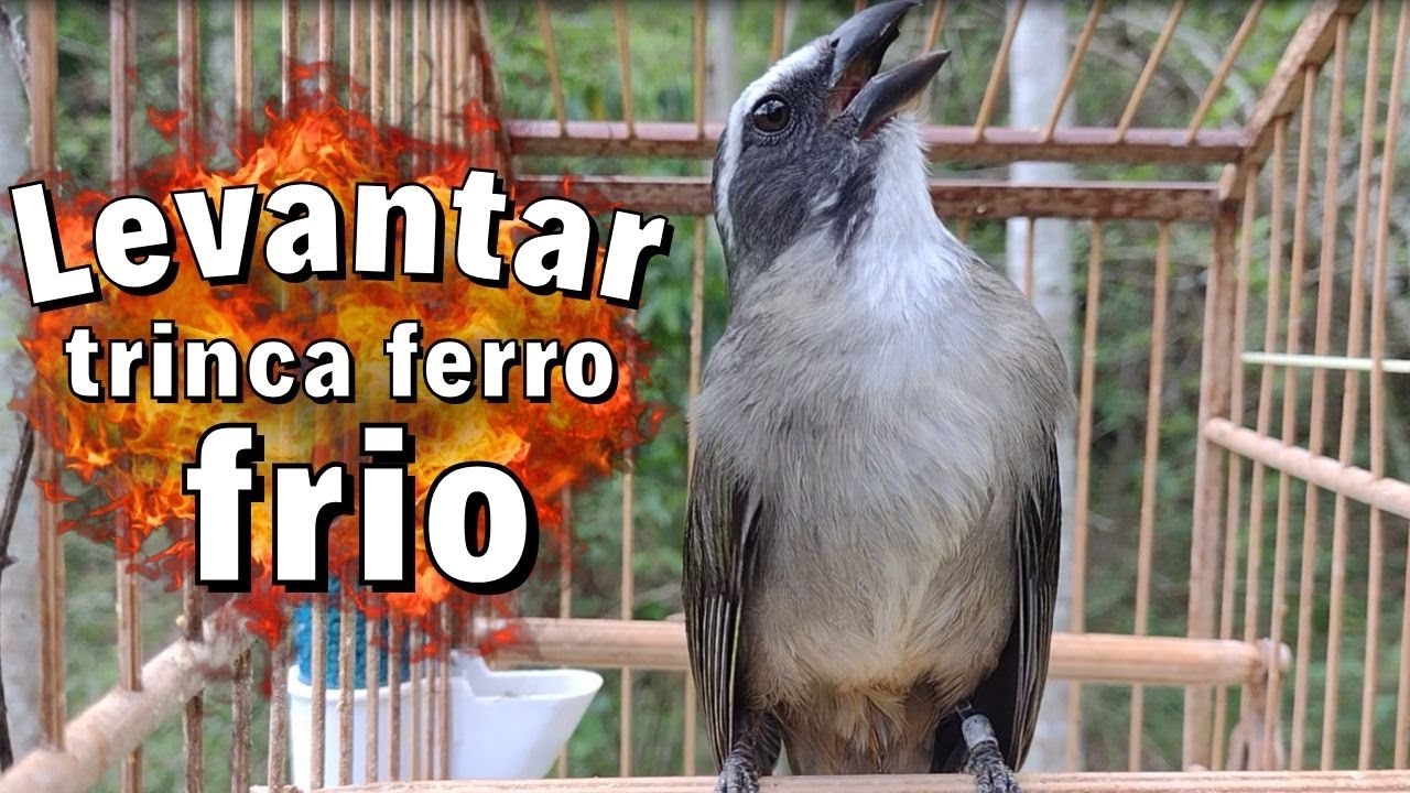 Esquentar trinca ferro frio Rápido Com Trinca ferro No Mato Faça o Teste Esquentar trinca ferro frio