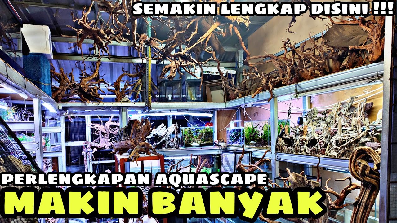 SEMAKIN BANYAK PERLENGKAPAN AQUASCAPE DISINI !!! UPDATE HARGA PERLENGKAPAN AQUASCAPE DI JATINEGARA