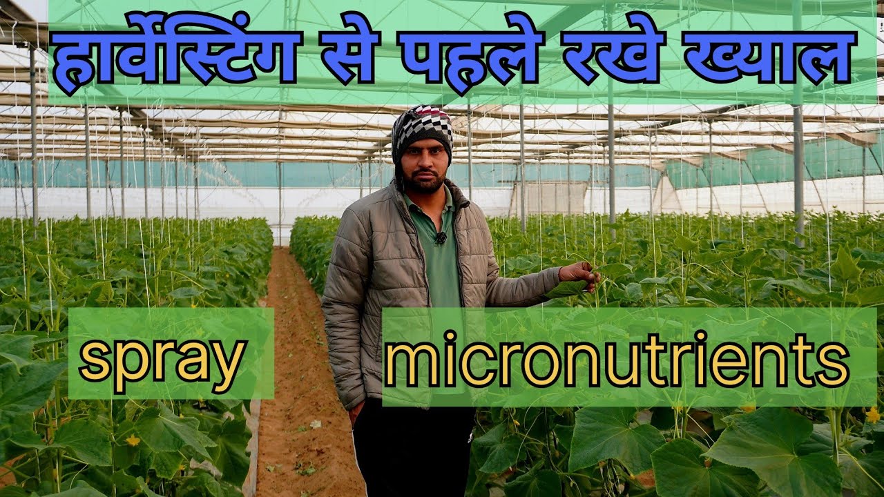 Fruiting stage (हार्वेस्टिंग) से पहले महत्वपूर्ण sprey & micronutrients कि जानकारी #miniisraelfarmer