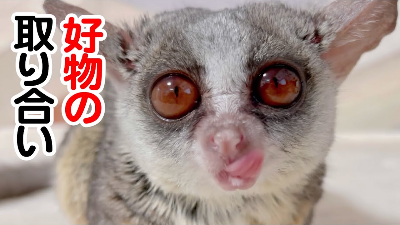 焼き芋の取り合いをする猿と飼い主 / Eating a Sweet Potato / Pizzatoru the Bushbaby / ショウガラゴのピザトル