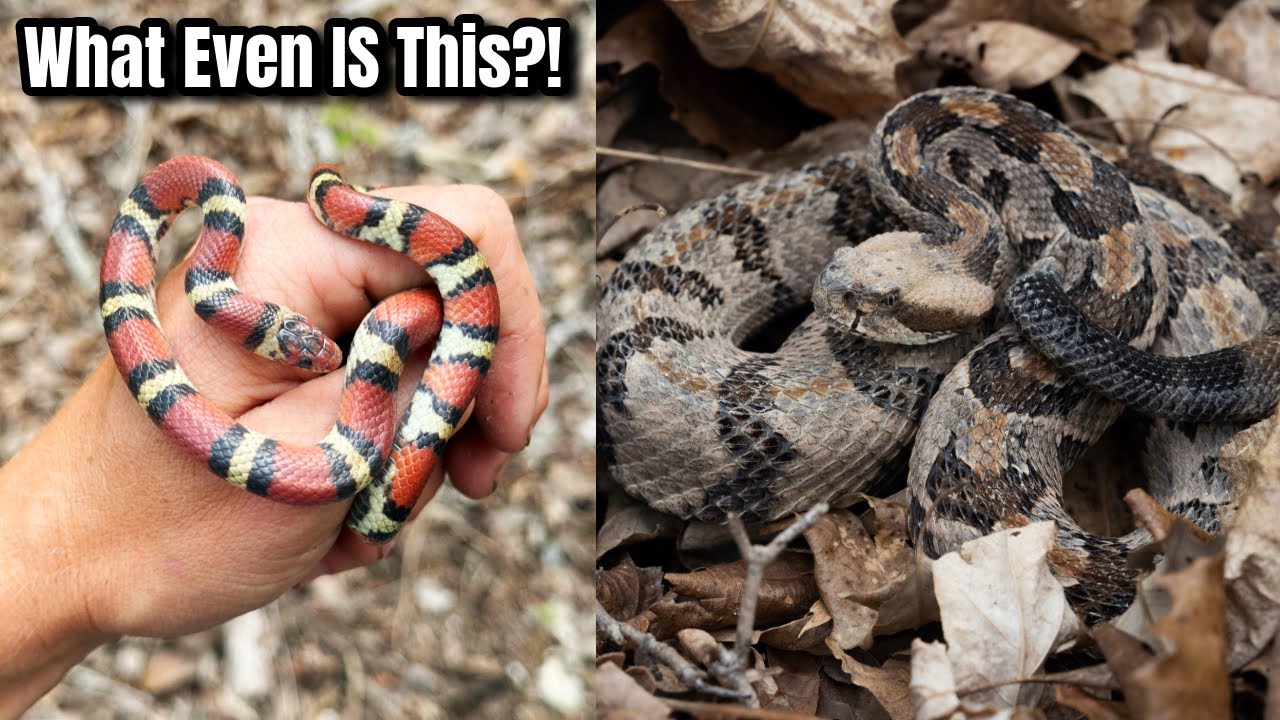Finding a Rattlesnake Den in Tennessee and Kentucky Copperheads!! Insane Herping in the South!