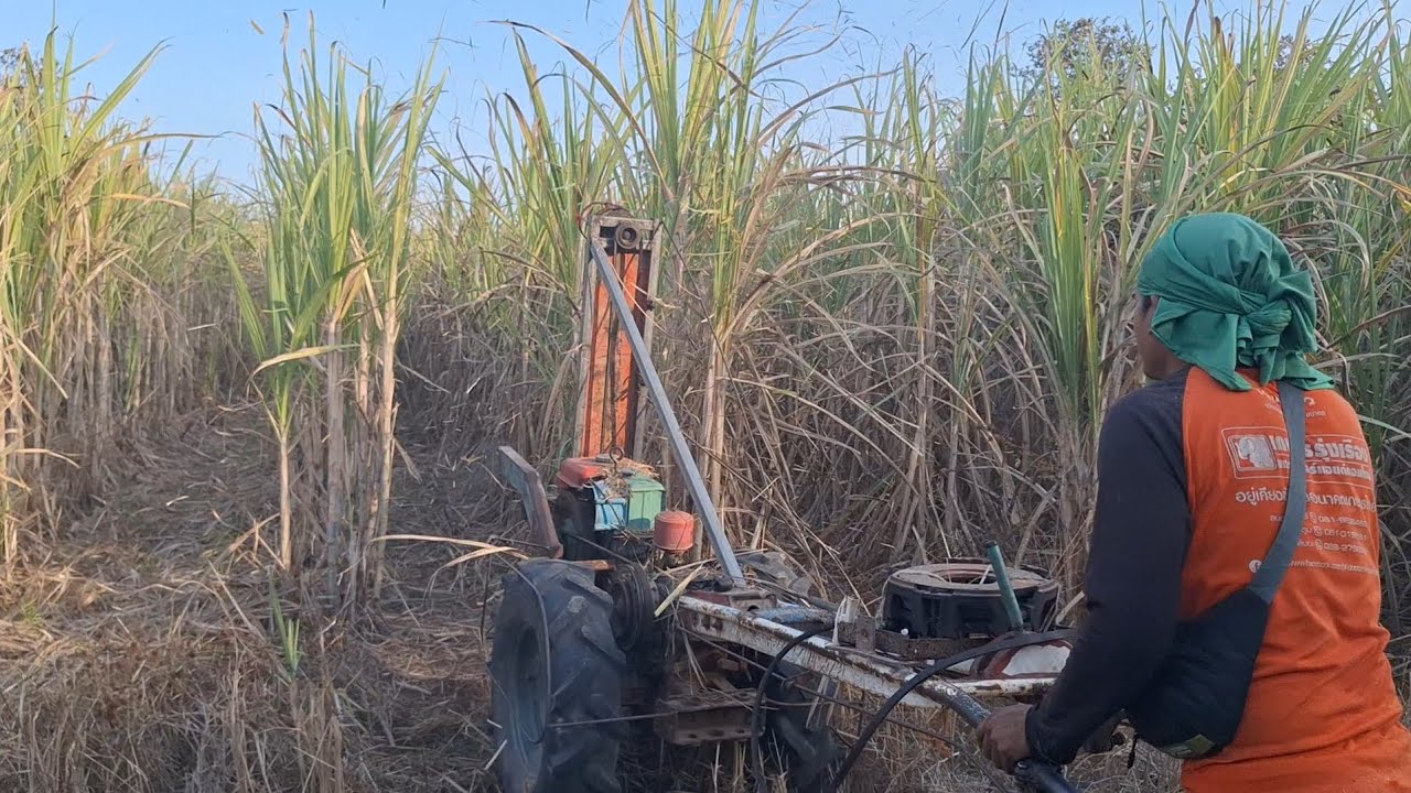 เครื่องตีใบอ้อยเครื่องสางใบอ้อยติดรถไถเดินตามอกทดลองงาน