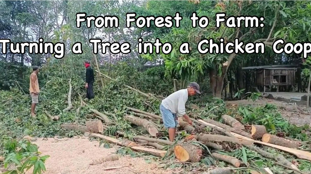 “It Was Dangerous! We Cut Down the Damaged Tree Before It Fell”