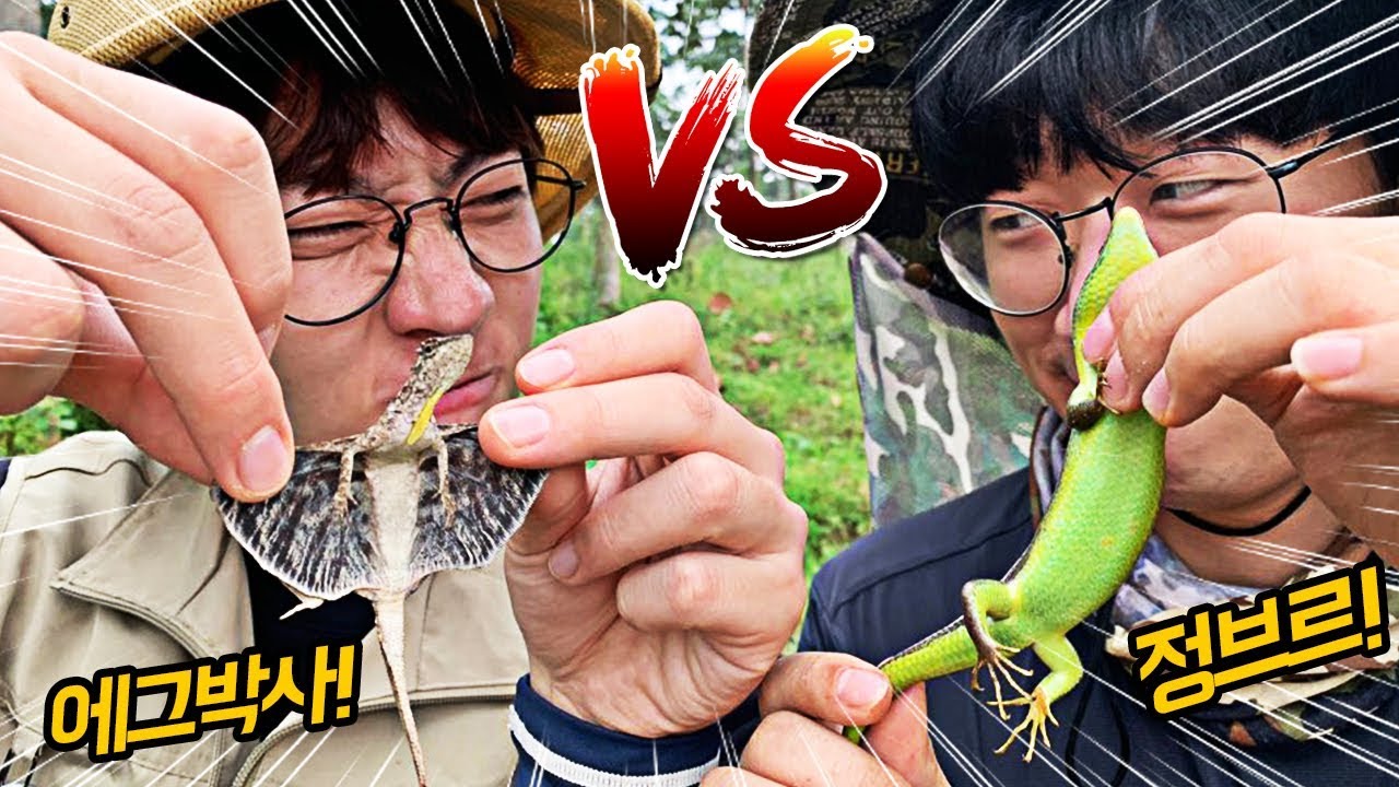 인도네시아 희귀 도마뱀을 찾아라! 정브르님과 채집대결!