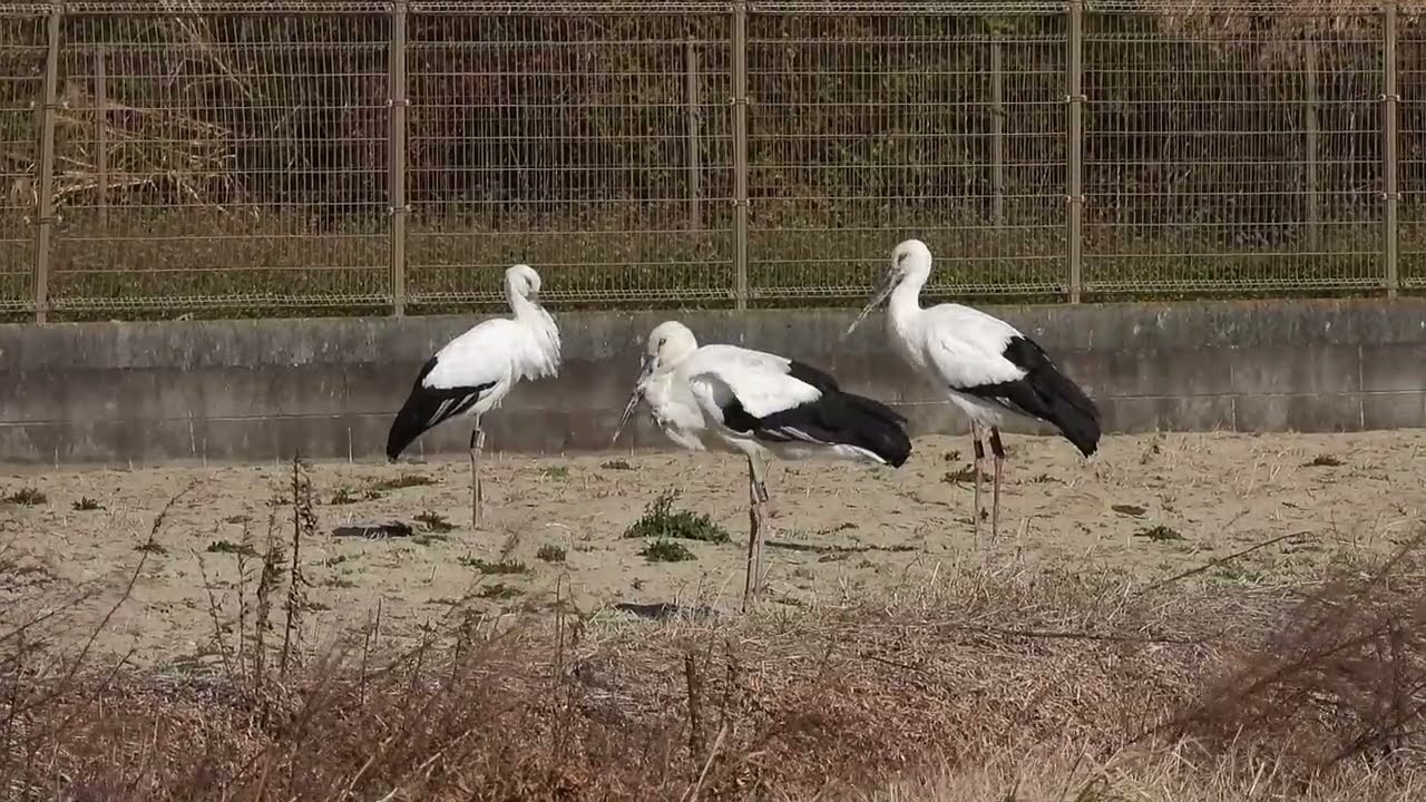 鳴門コウノトリ 2026/01/06 撮影 成長記録 徳島県鳴門市