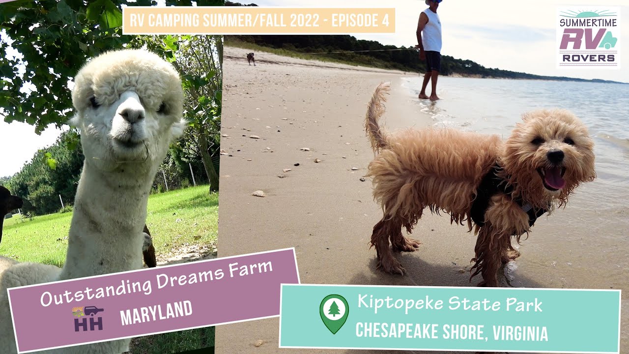 Great Campgrounds in Maryland and Virginia: Kiptopeke State Park and Outstanding Dreams Alpaca Farm