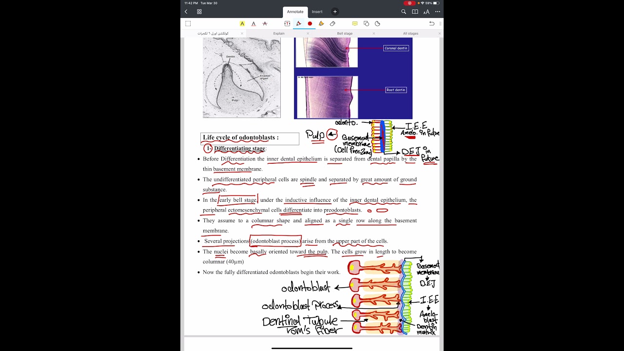 Oral Histology Lec.3 (Dentinogenesis) Part 2 / Department of Dentistry / 2nd Stage