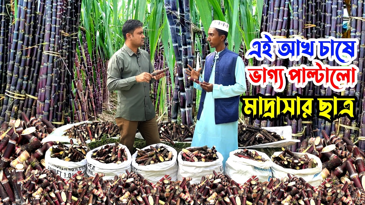 ভাগ্য পাল্টালো আঁখ চাষ করে ময়নুল | এক বিঘায় আখ চাষে কত খরচ হবে? বছর শেষে কত টাকা প্রফিট হবে?