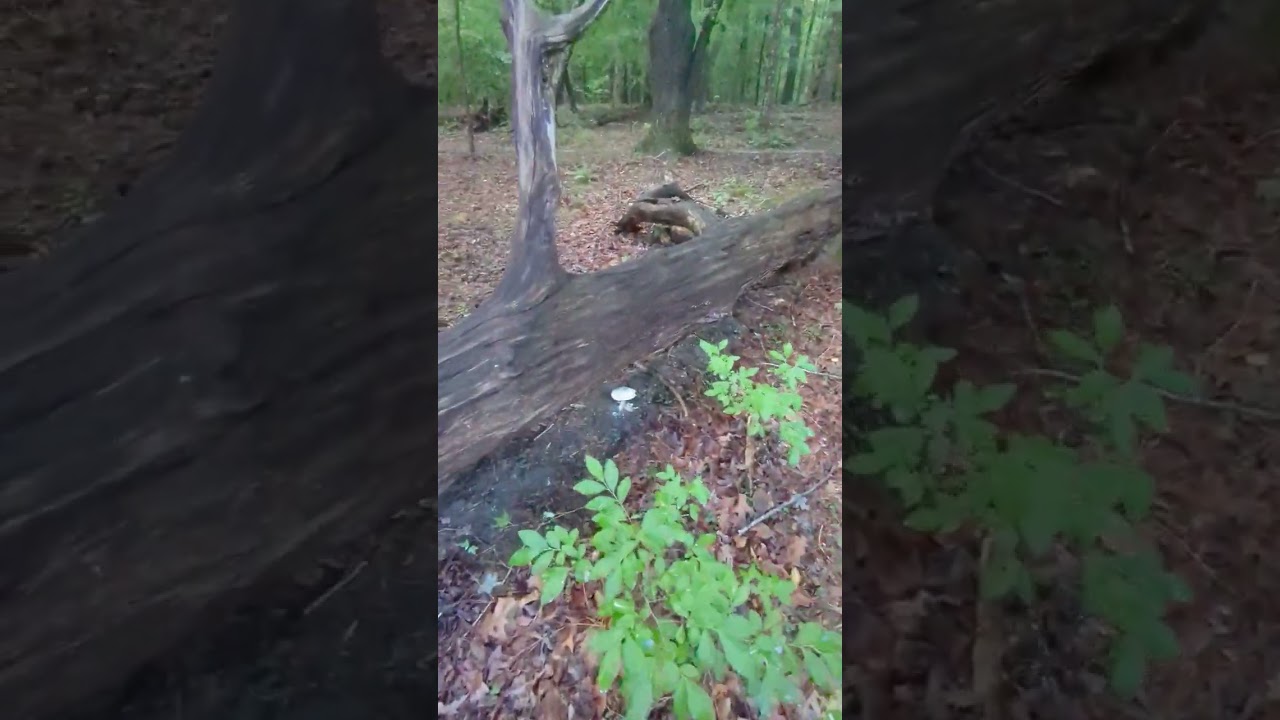 Southeast Virginia Hike