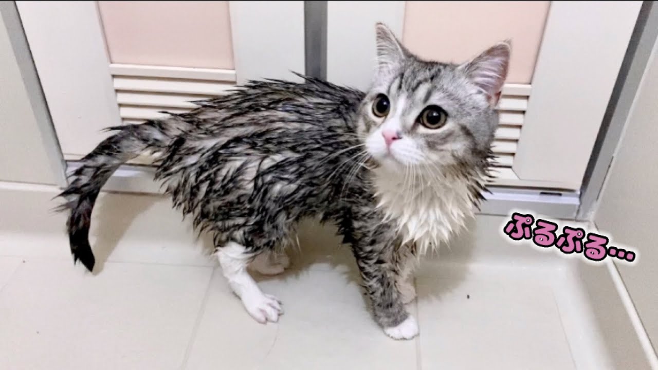 初めてお風呂に入ったら小さくなっちゃったもち猫…笑！
