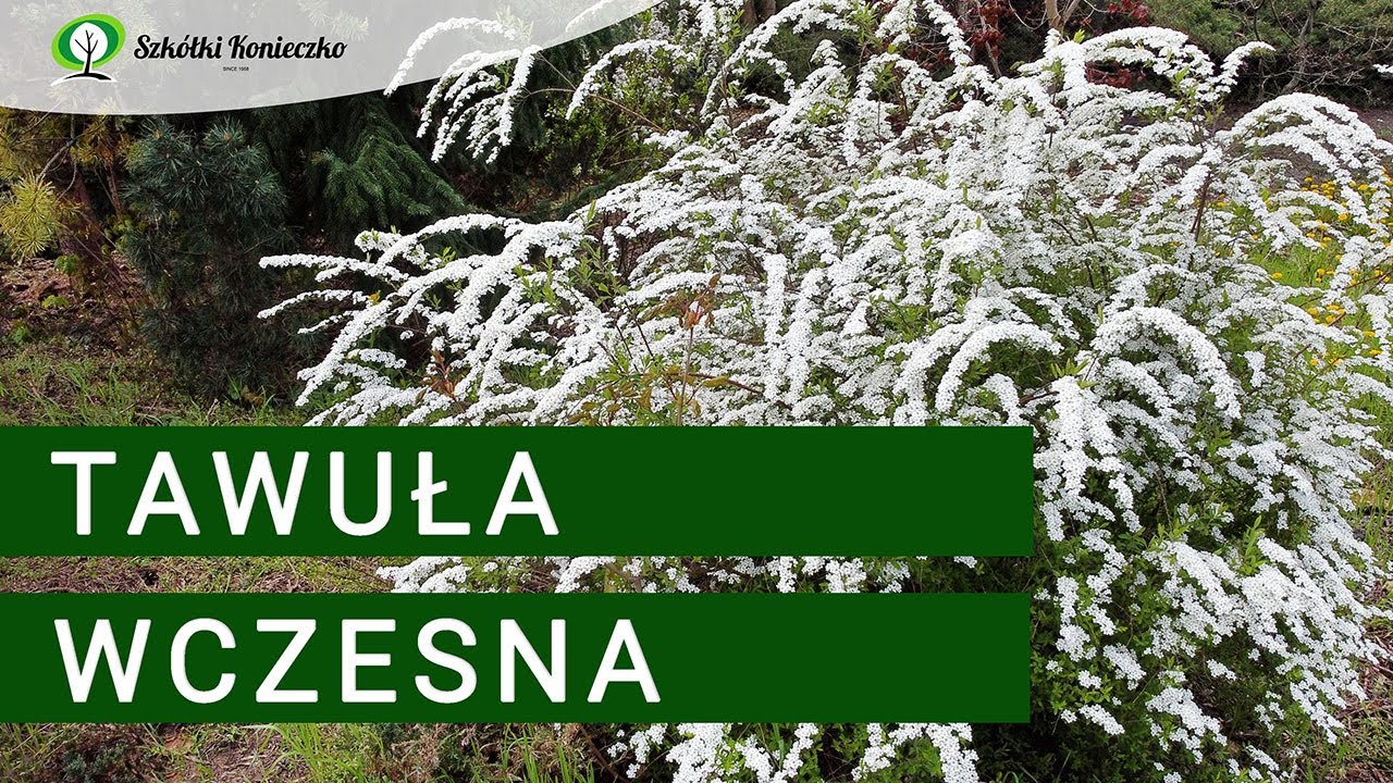 Tawuła Wczesna🌸Bujnie Kwitnąca | Białe Kwiaty | Doskonały Krzew Kwitnący do Ogrodu!😍