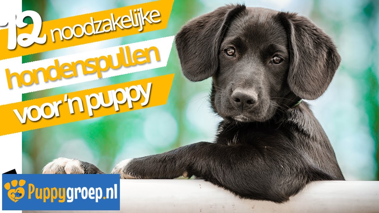 Hondenspullen: Welke 12 Puppy Spullen zijn Nodig voor een Puppy? Tips van expert Alexandra Wilkinson