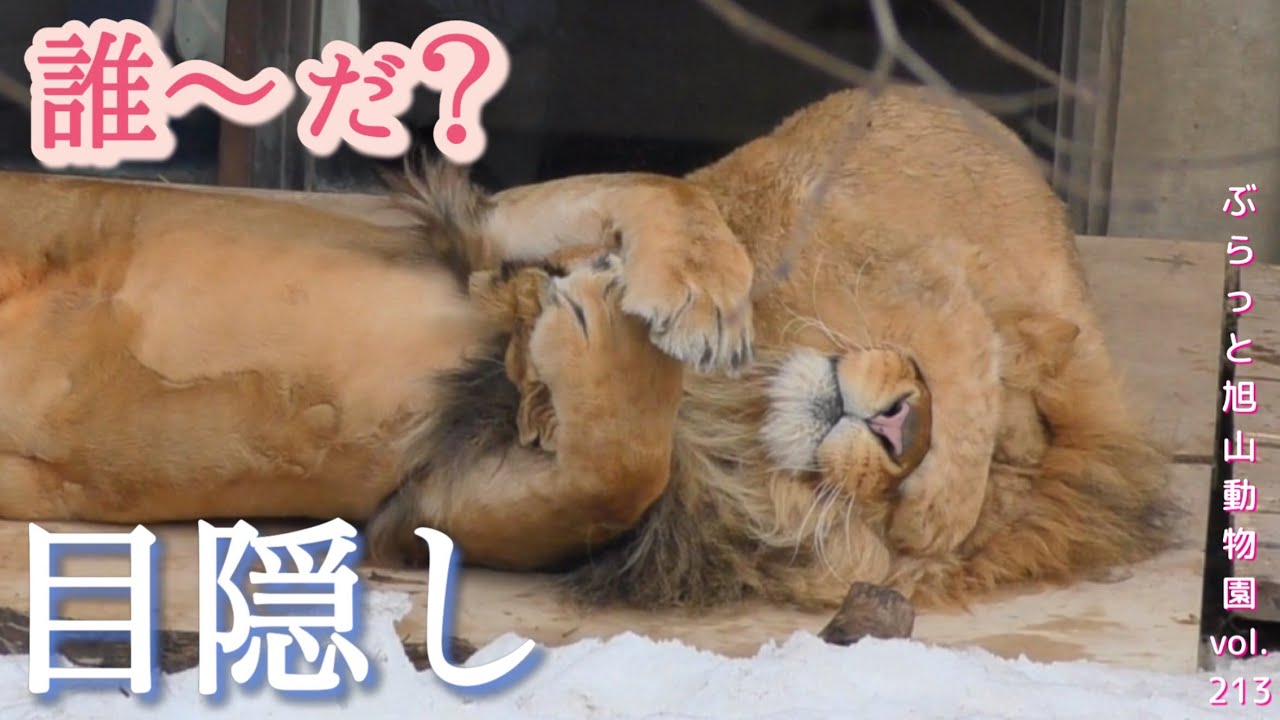 イクメンパパの子どものあやし方。パパと遊びたい3姫。オリト＆イオライオン家族vol213@旭山動物園/lHow to play with a handsome lion male child