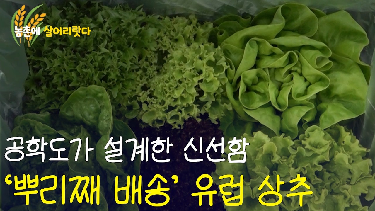 공학도가 설계한 신선함…‘뿌리째 배송’ 유럽 상추