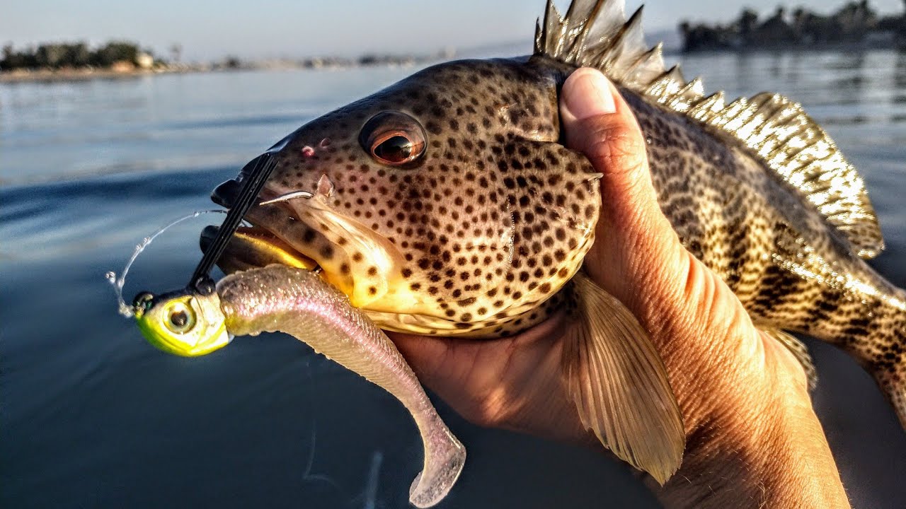 Fishing For Big Mission Bay Spotties-Hooked Into Something Giant