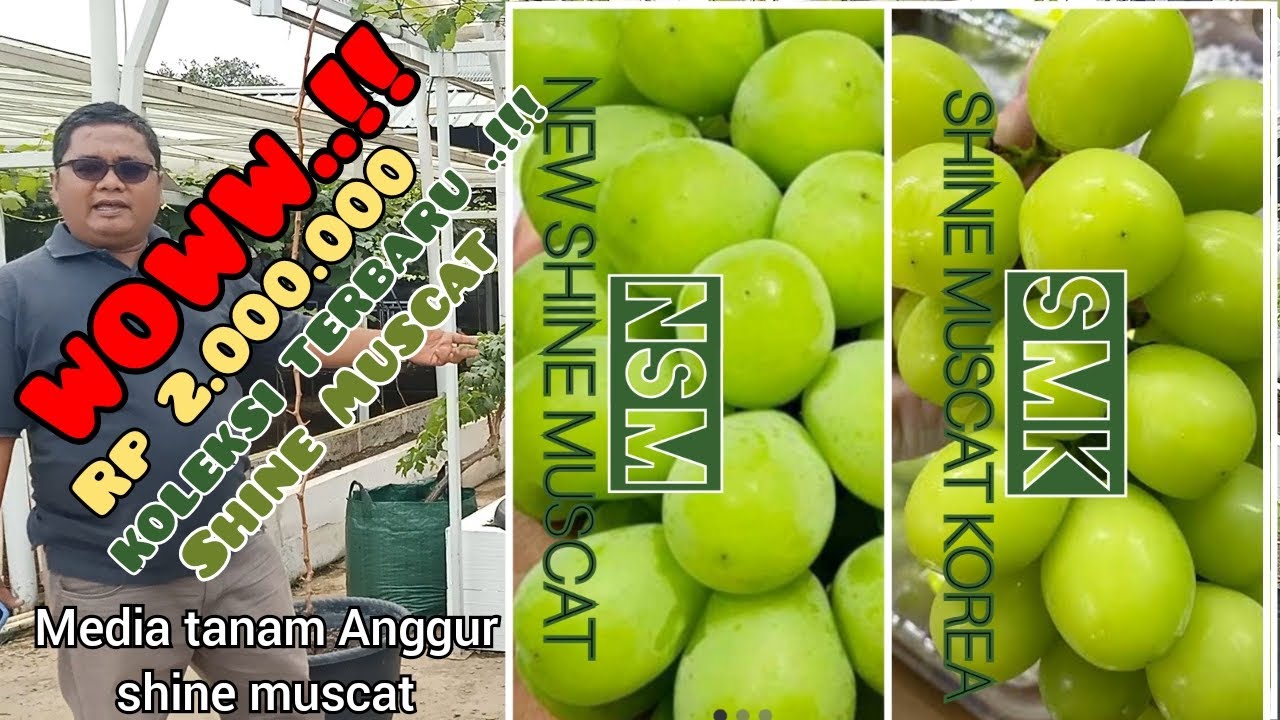 BIBIT ANGGUR HARGA 2jt !!!! Media Tanam Bibit ANGGUR SHINE MUSCAT